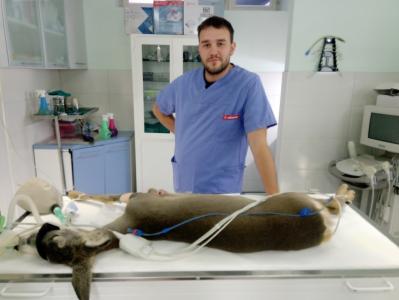 Veterinar u Ivanjici spasava srnu
