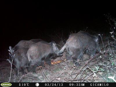 Video nadzor u lovištu "Lepenica"