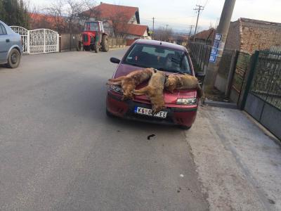 5 шакала