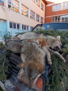 U pohode kopaoničkom vuku 2014