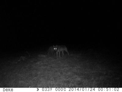 Video nadzor u lovištu "Caričin grad"