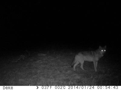 Video nadzor u lovištu "Caričin grad"