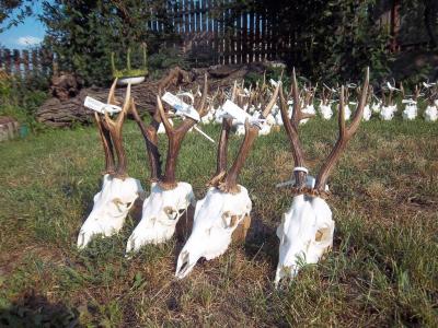 Ocenjivanje trofeja 2013